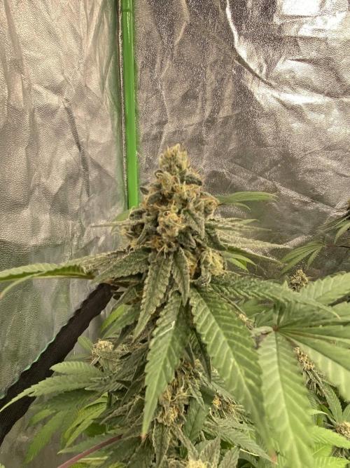 Legit SuperBoof Strain of The Year. Week 11