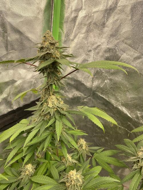 Legit SuperBoof Strain of The Year. Week 11