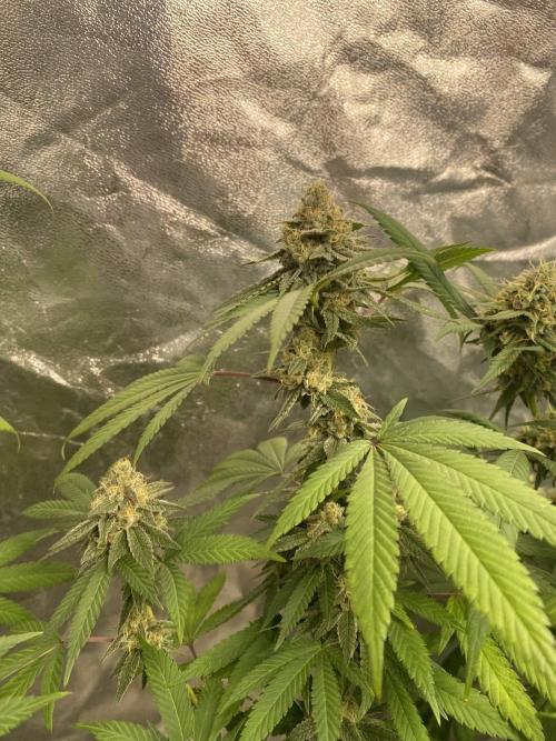 Legit SuperBoof Strain of The Year. Week 11