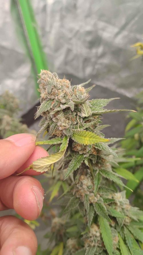Legit SuperBoof Strain of The Year. Week 12