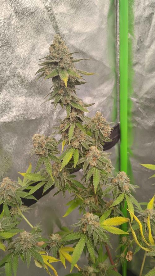 Legit SuperBoof Strain of The Year. Week 12