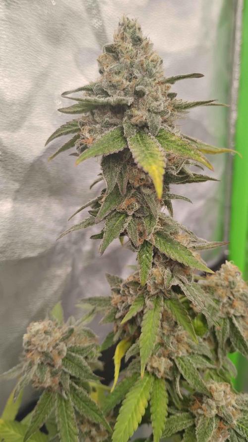 Legit SuperBoof Strain of The Year. Week 12