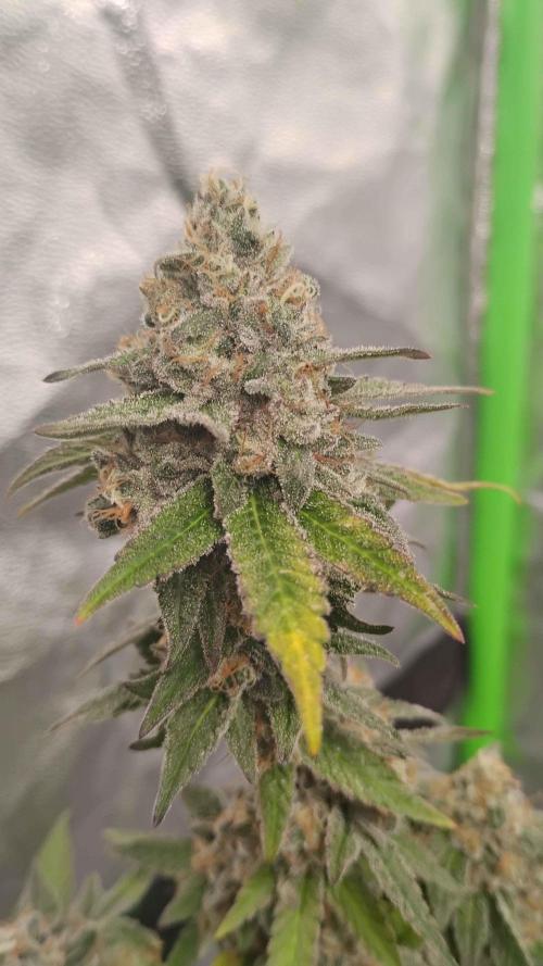 Legit SuperBoof Strain of The Year. Week 12