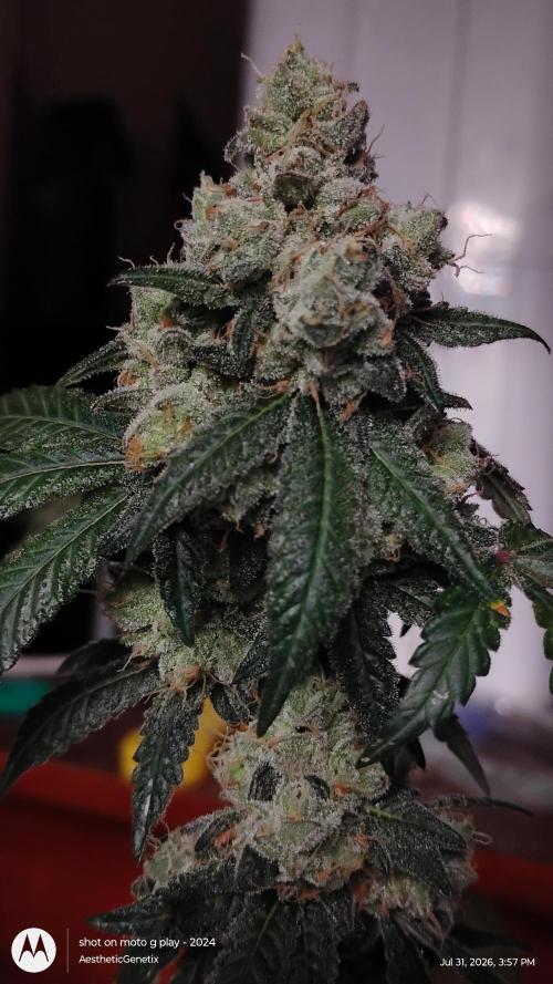 Spritzer Cannarado. Week 13