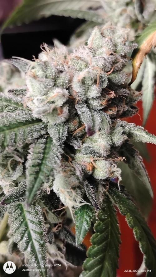 Spritzer Cannarado. Week 13