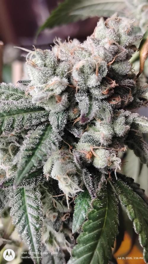 Spritzer Cannarado. Week 13
