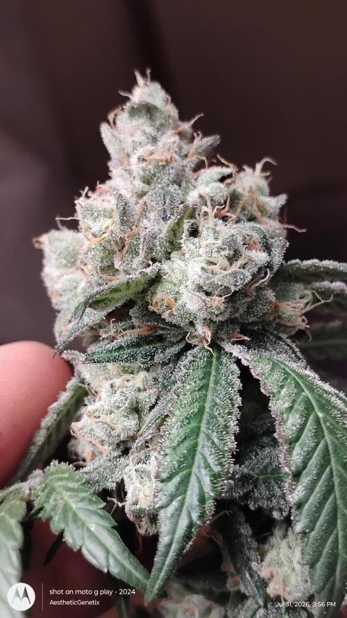 Spritzer Cannarado. Week 13