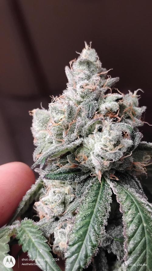 Spritzer Cannarado. Week 13