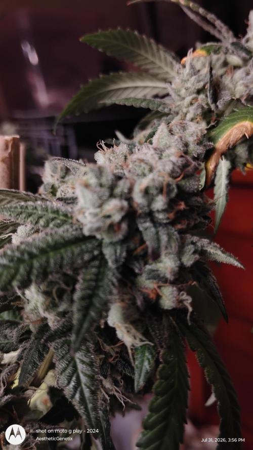 Spritzer Cannarado. Week 13