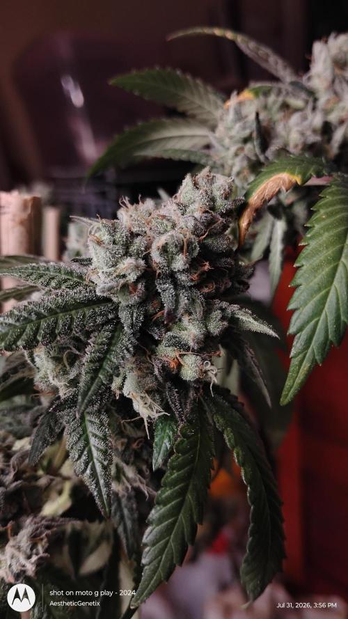 Spritzer Cannarado. Week 13