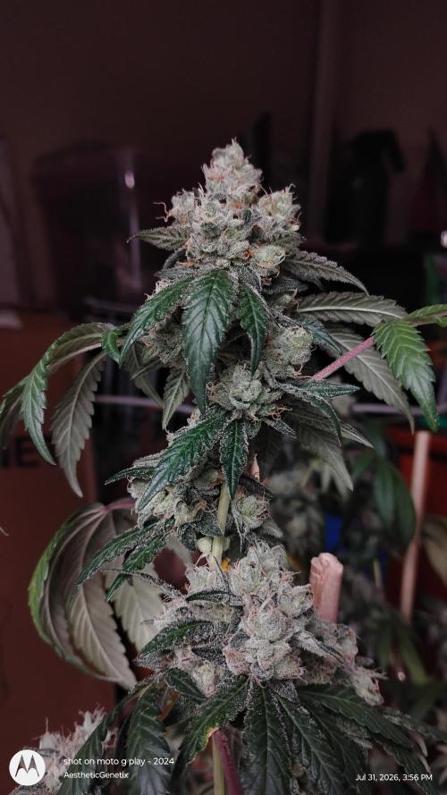 Spritzer Cannarado. Week 13
