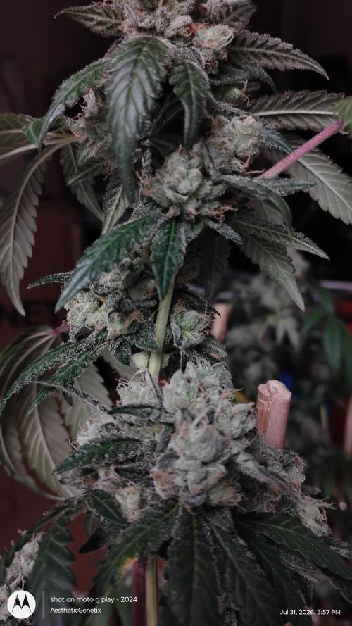 Spritzer Cannarado. Week 13