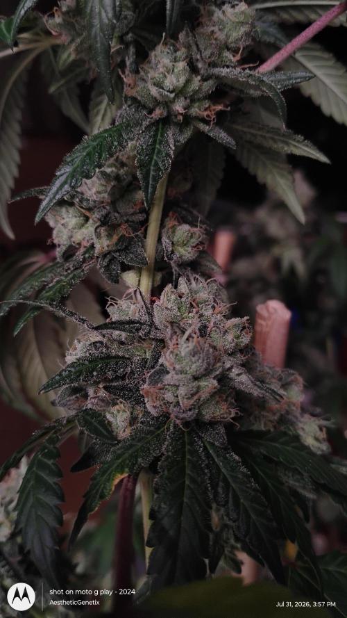 Spritzer Cannarado. Week 13