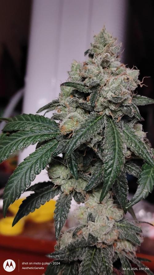 Spritzer Cannarado. Week 13