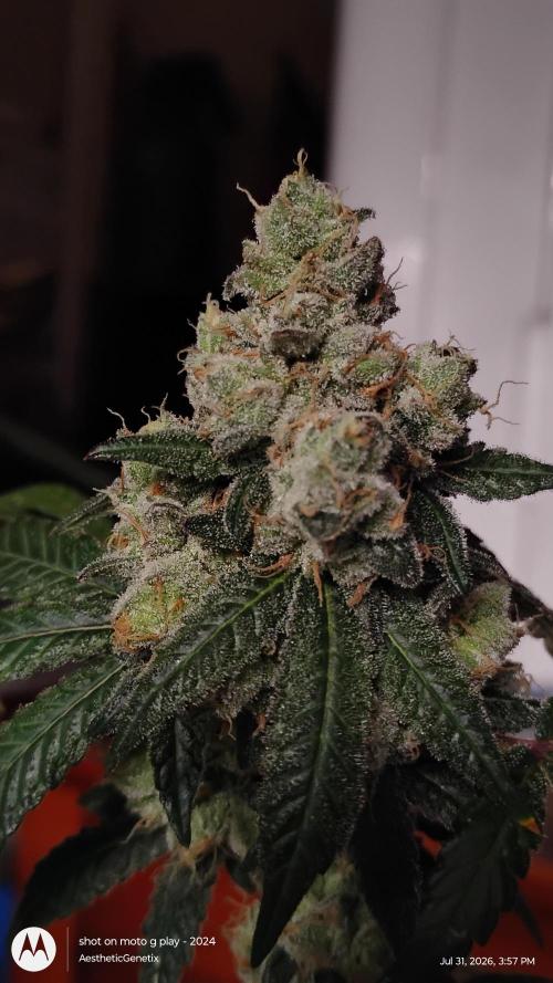Spritzer Cannarado. Week 13