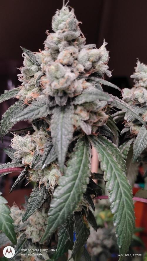 Spritzer Cannarado. Week 13