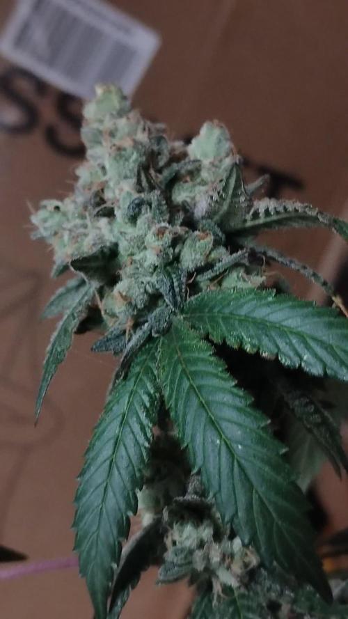 Spritzer Cannarado