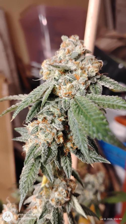 Ego Checker. Week 14