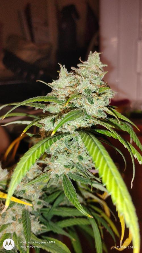 Maui True Blood. Week 12