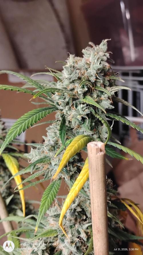 Maui True Blood. Week 12