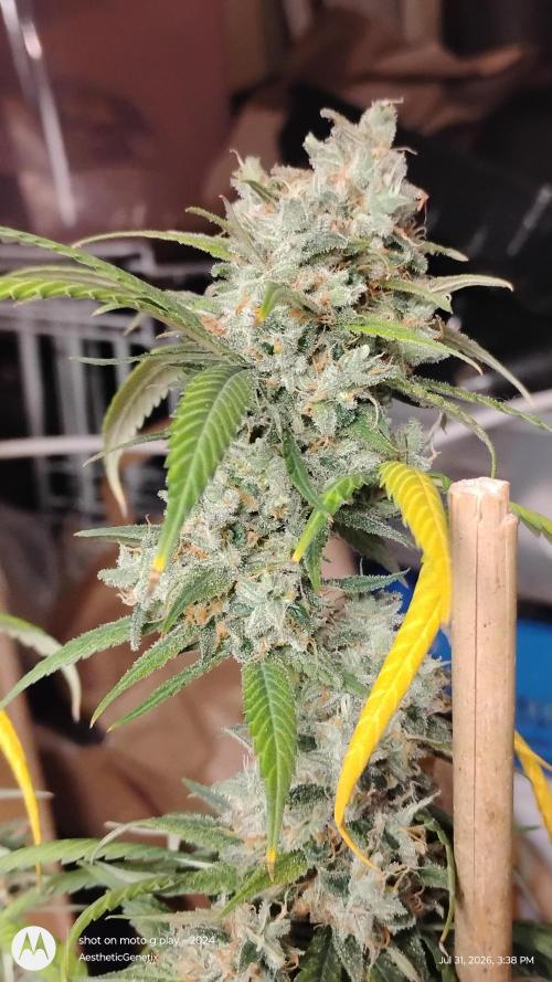 Maui True Blood. Week 12