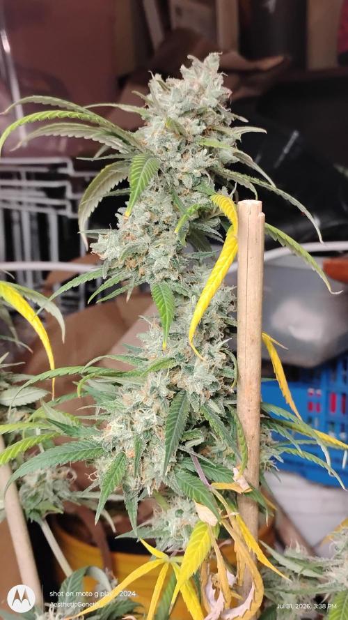 Maui True Blood. Week 12