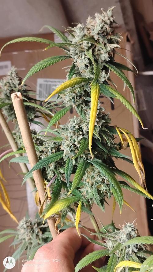 Maui True Blood. Week 12