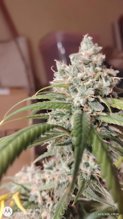 Maui True Blood. Week 12
