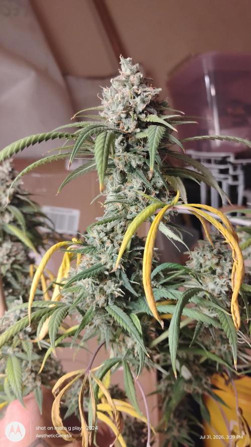 Maui True Blood. Week 12