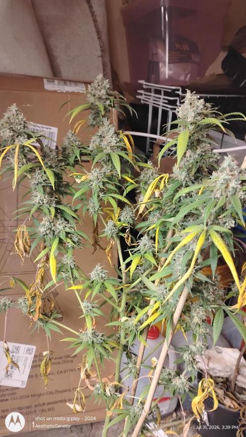 Maui True Blood. Week 12