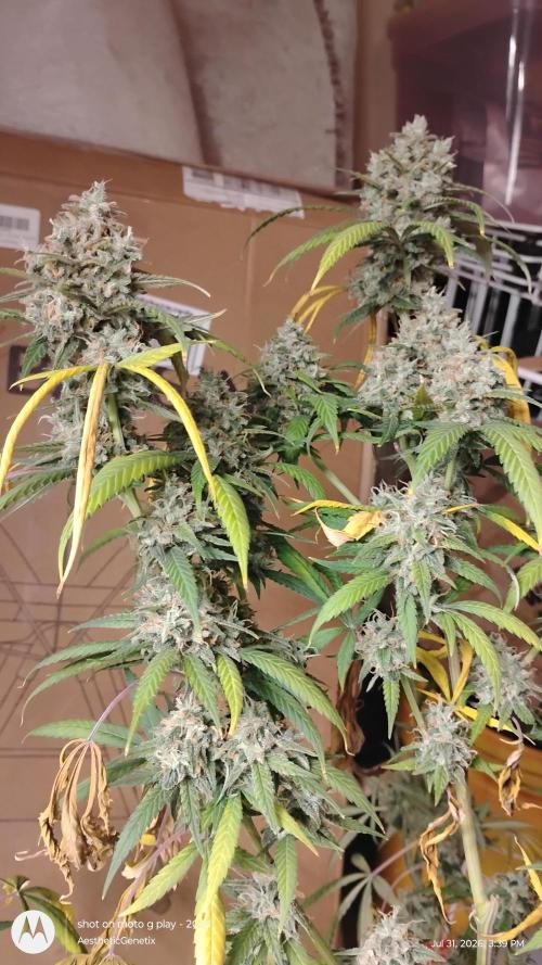 Maui True Blood. Week 12
