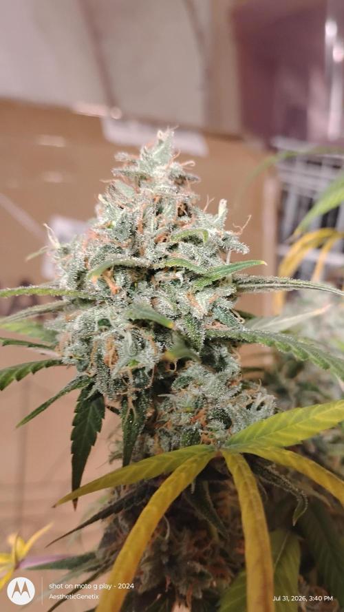 Maui True Blood. Week 12