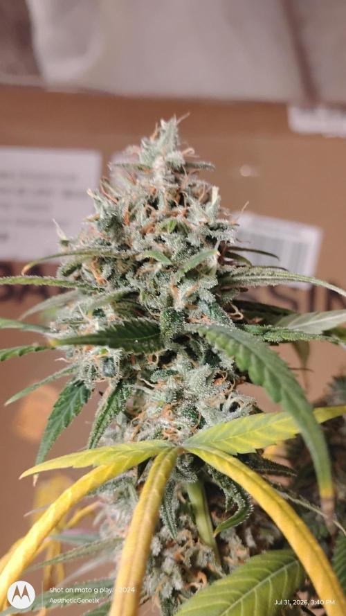 Maui True Blood. Week 12