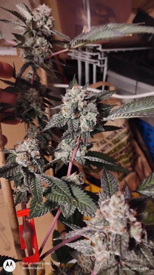Jokerz Candy. Week 12