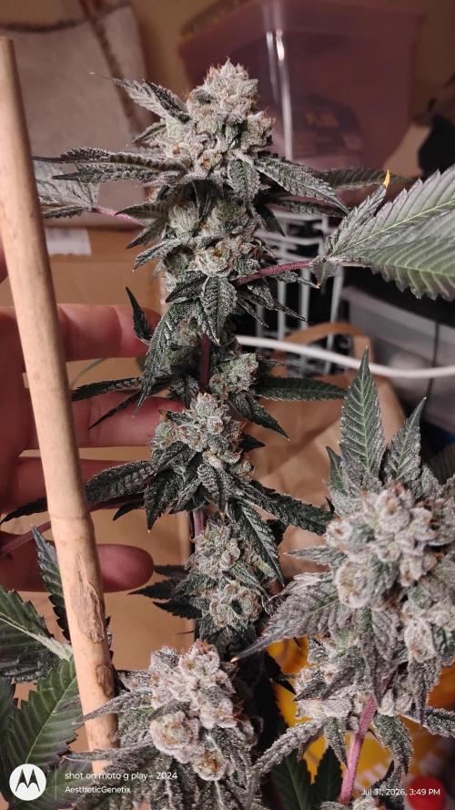 Jokerz Candy. Week 12