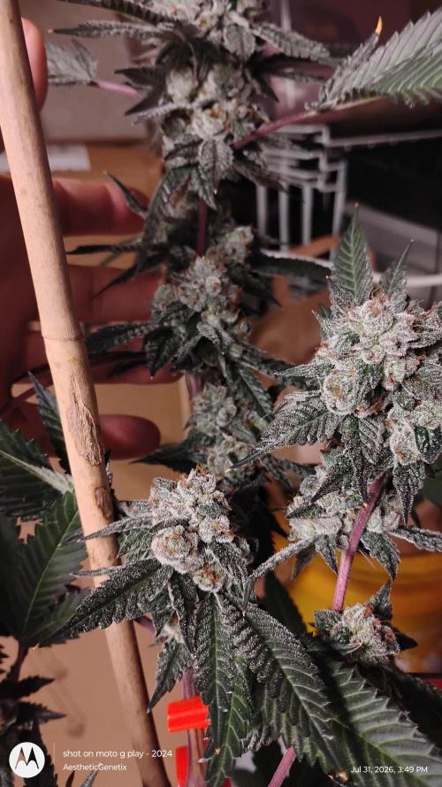 Jokerz Candy. Week 12