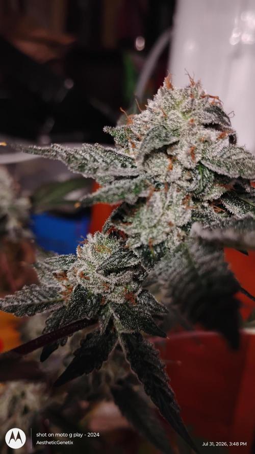 Jokerz Candy. Week 12