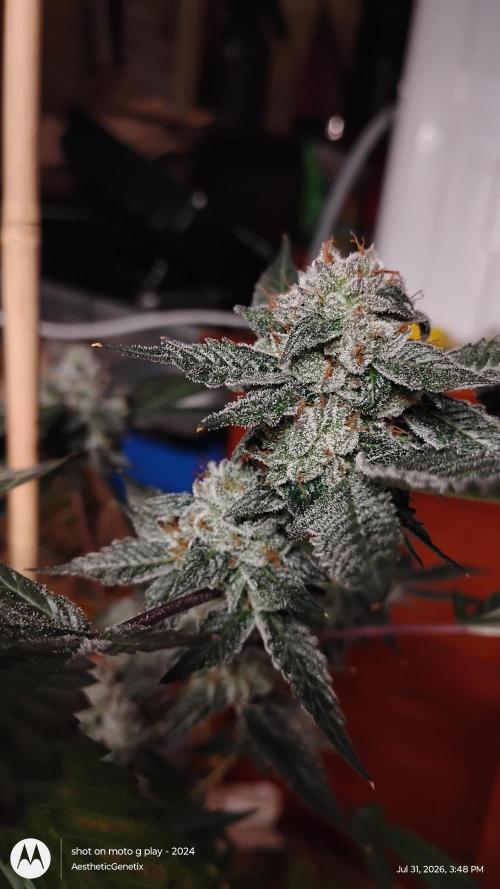 Jokerz Candy. Week 12