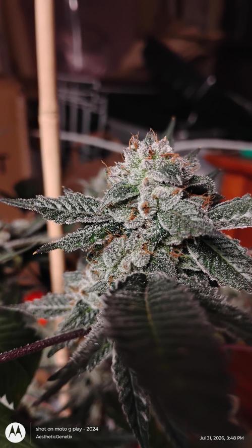 Jokerz Candy. Week 12