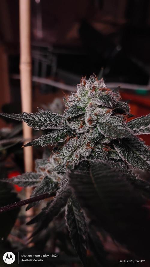 Jokerz Candy. Week 12