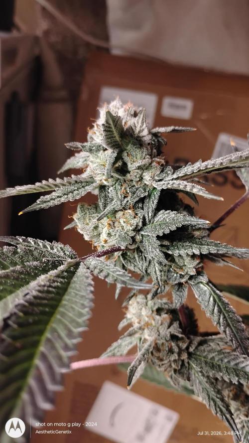 Jokerz Candy. Week 12