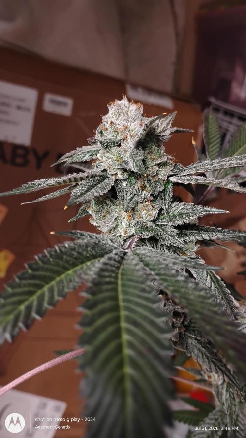 Jokerz Candy. Week 12