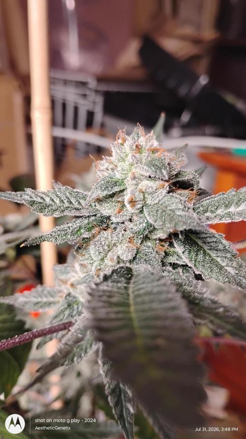 Jokerz Candy. Week 12