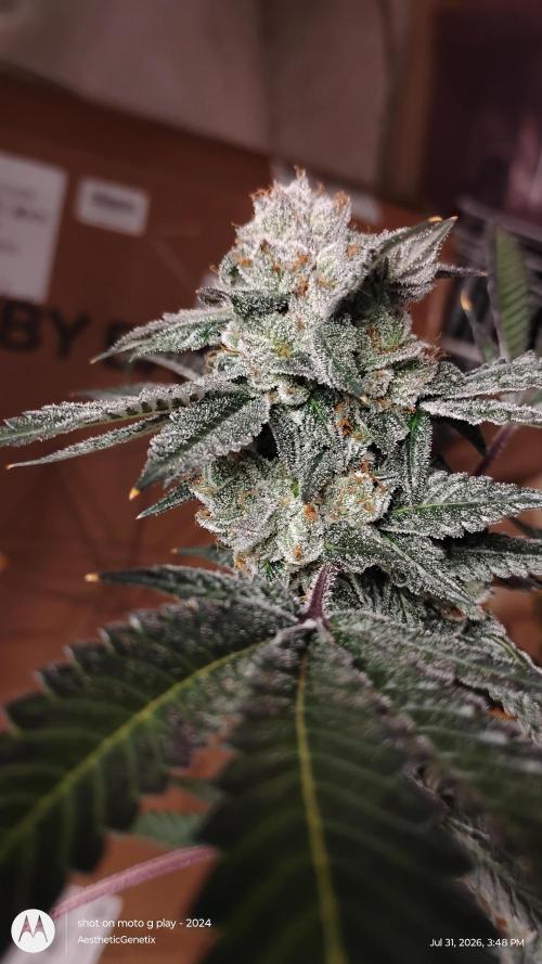 Jokerz Candy. Week 12