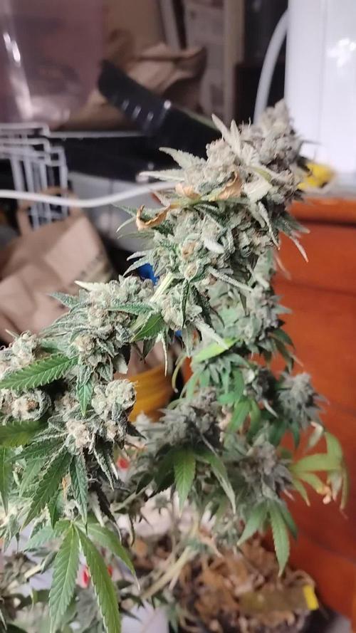 Legit SuperBoof Strain of The Year