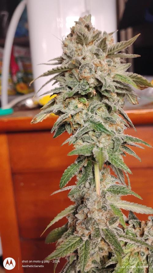 Legit SuperBoof Strain of The Year. Week 13