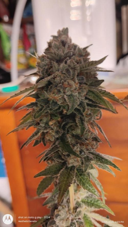 Legit SuperBoof Strain of The Year. Week 13