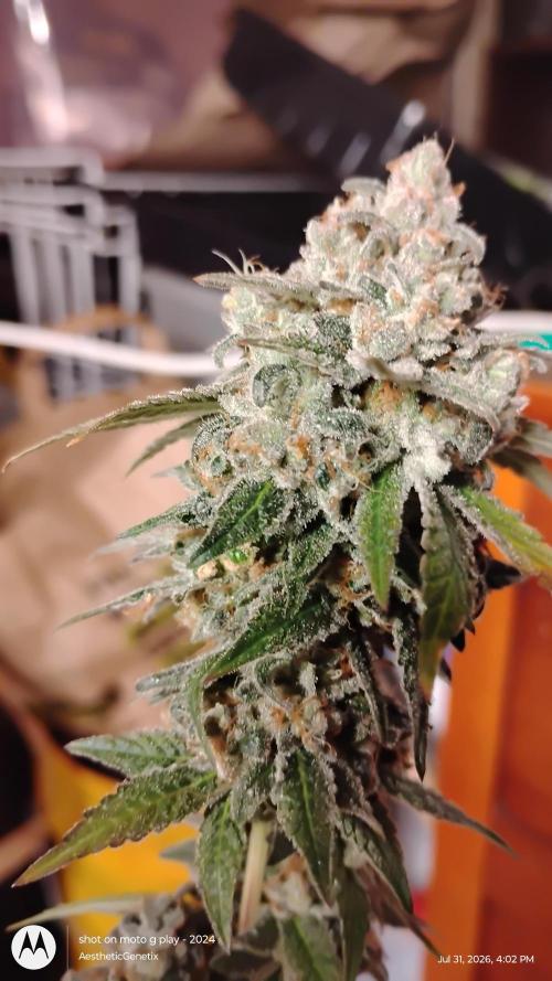 Legit SuperBoof Strain of The Year. Week 13