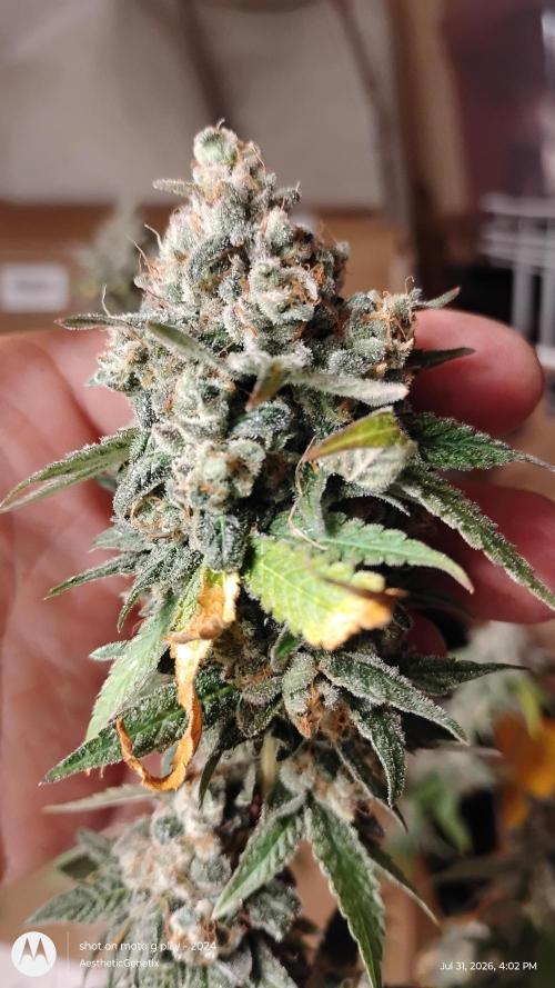 Legit SuperBoof Strain of The Year. Week 13