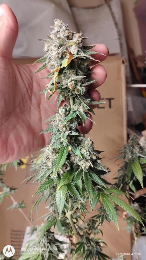 Legit SuperBoof Strain of The Year. Week 13